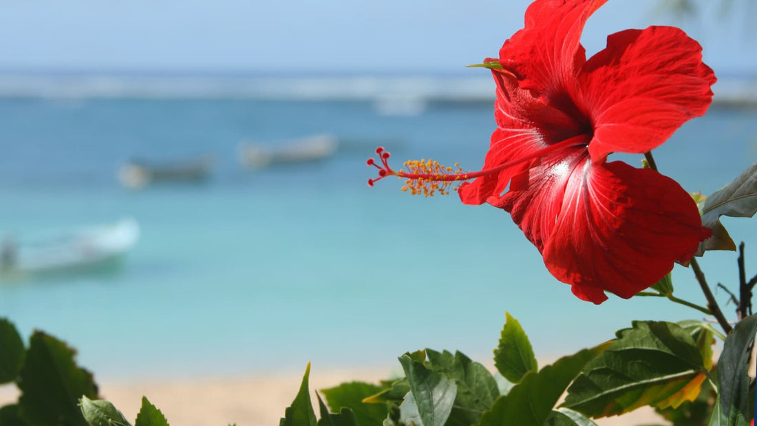 Les vertus de l'hibiscus pour les cheveux et la peau - Ethnilink