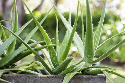 Yari Gel Aloe Vera - Ethnilink