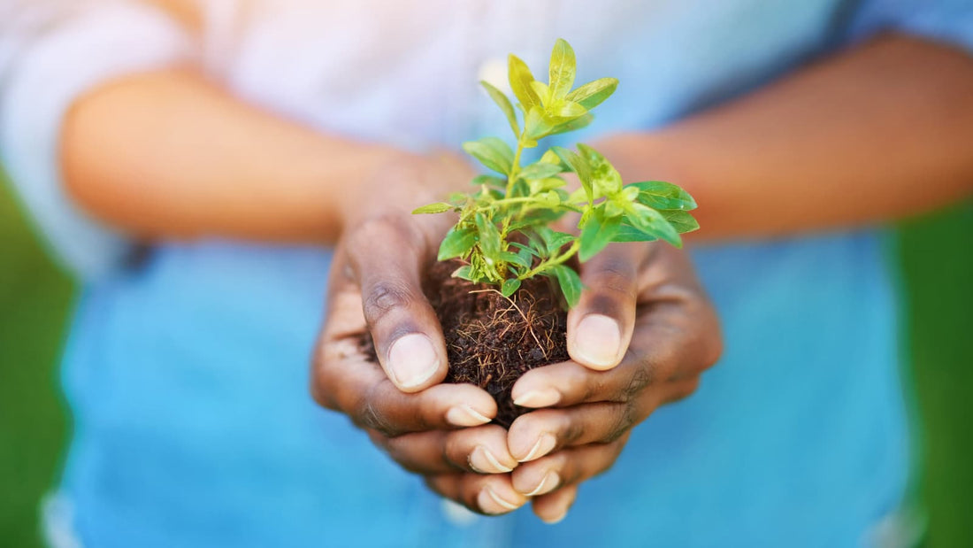 6 conseils pratiques pour adopter un mode de vie plus durable et respectueux de l'environnement