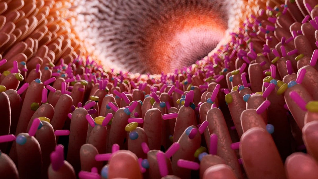 Les secrets pour améliorer votre microbiote intestinal et votre système immunitaire - Ethnilink